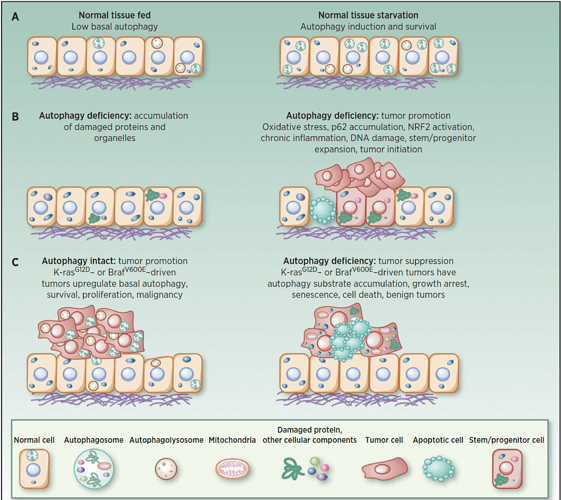 Role-of-autophagy-in-starvation-tumor-suppression-and-tumor-promotion-White-et-al.-2015