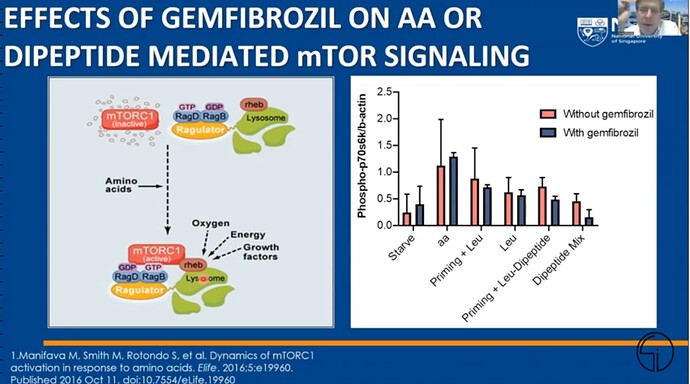 Gemfibrozil