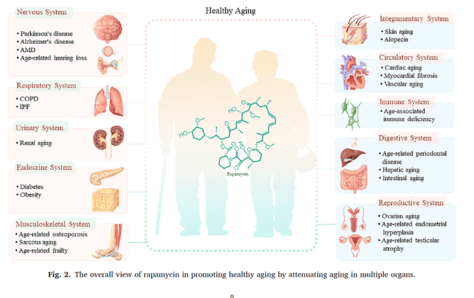 OrganAgingRapamycin2