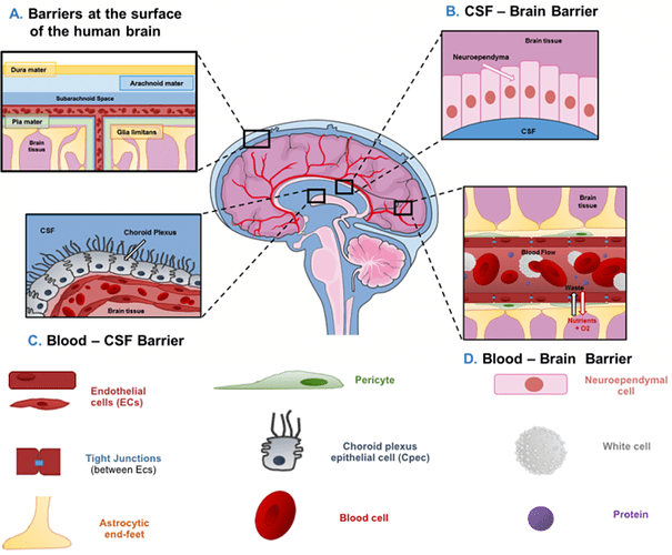 csf_Blood_brain