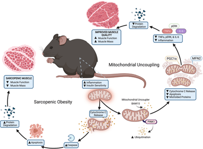 Low-Res_jcsm BAM15 and sarcopenic obesity.png