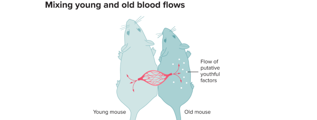 Parabiosis