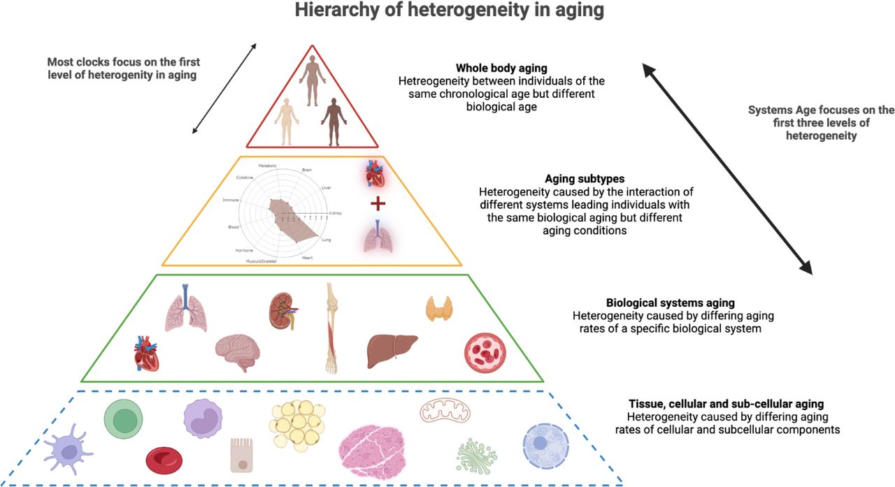 Heterogenicity-in-Aging
