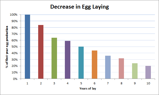 Chickens-Egg-Laying-Reducing-Over-Time