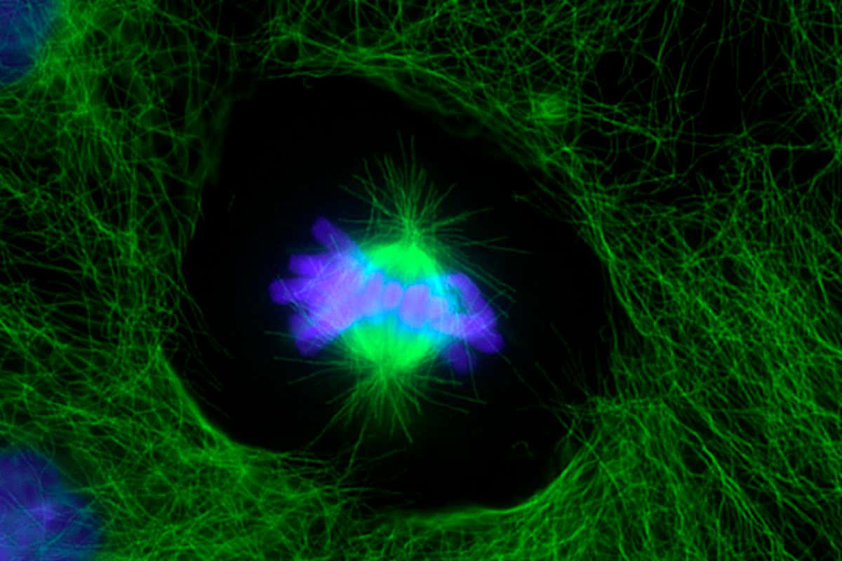 A human cell (centre) during mitosis