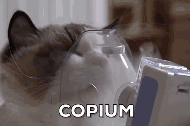 copium-cat
