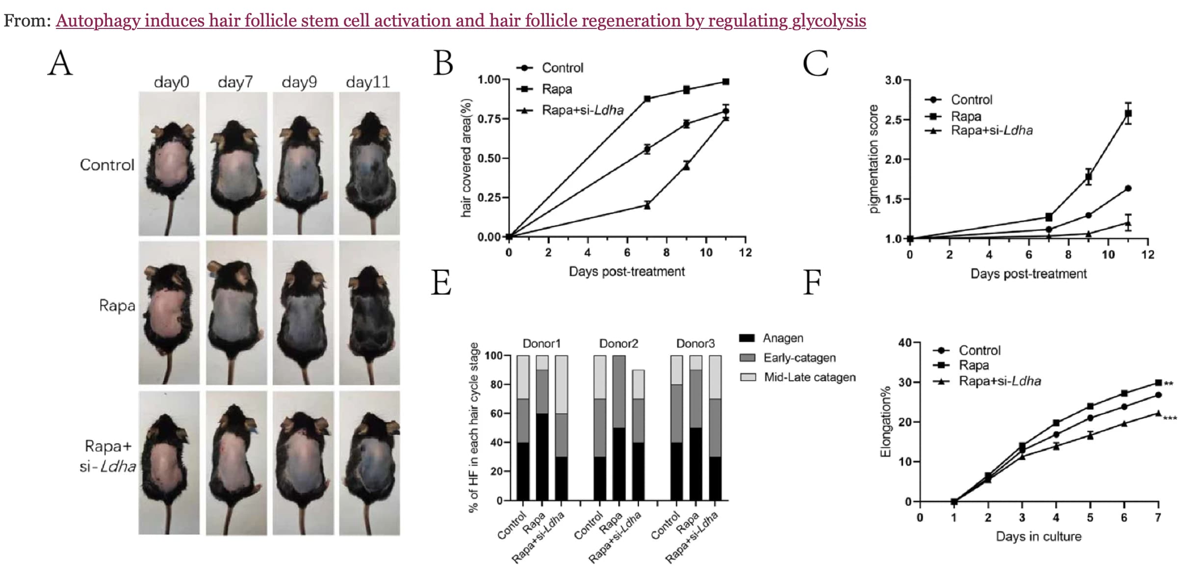 Rapamycin Hair