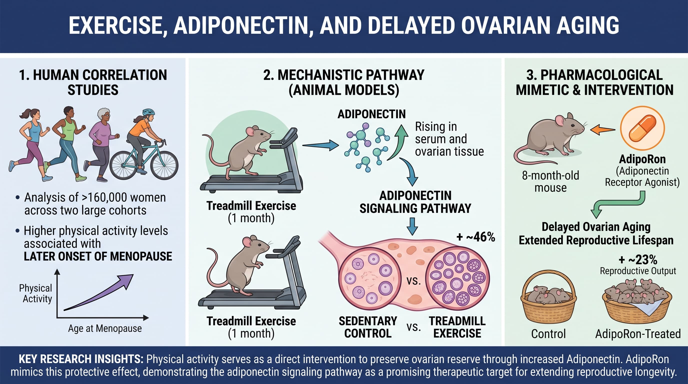 OvarianAging