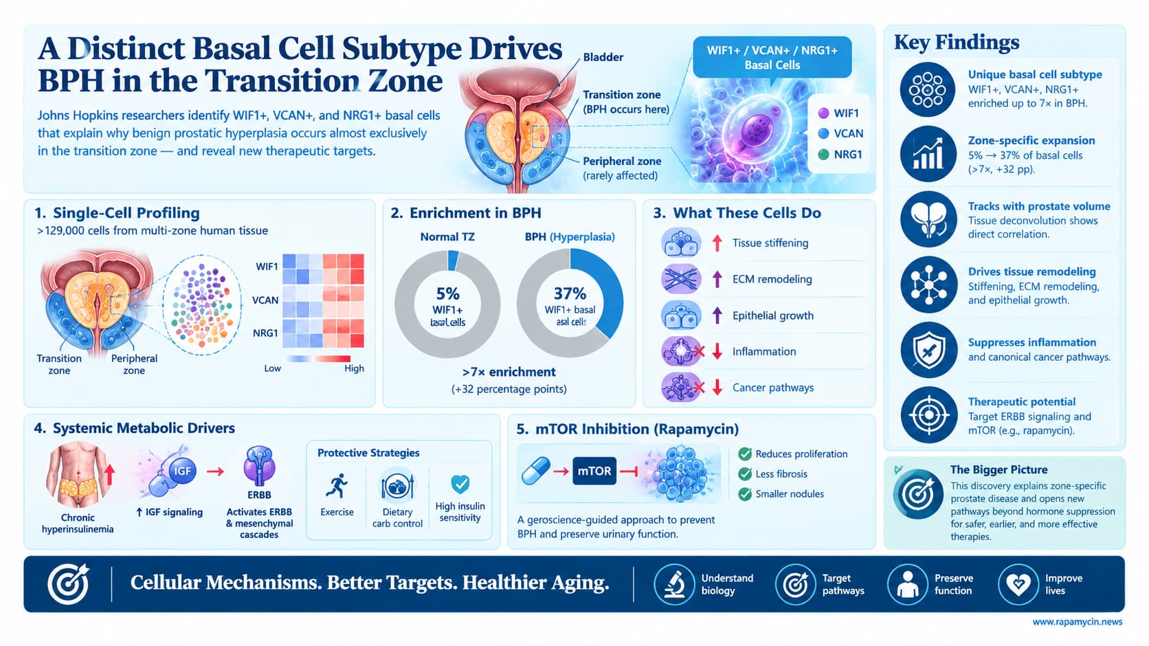 Basal Cells Driving BPH Infographic