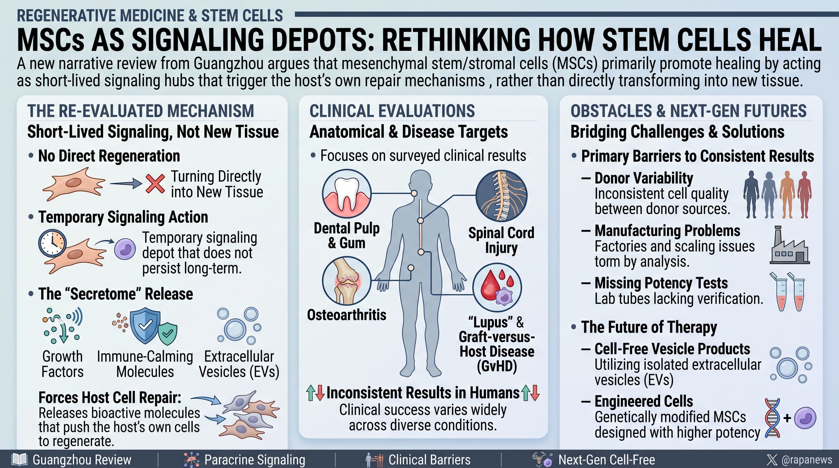 MSCSignalingStemCells-2