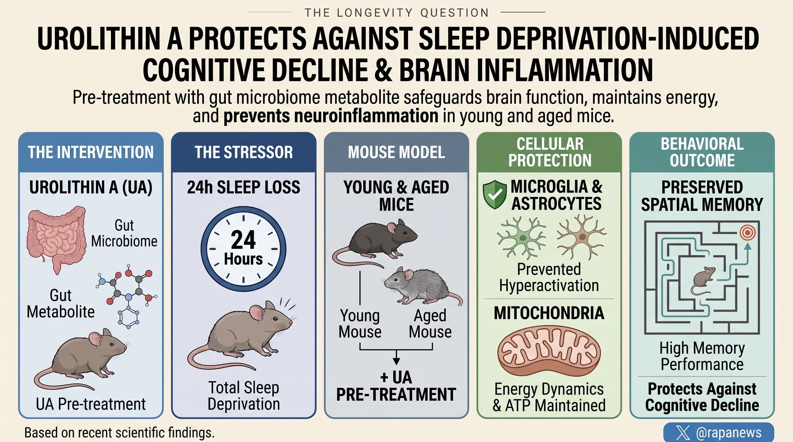 UrolithinASleepDeprivation-2