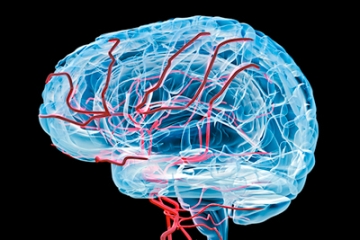 Illustration of the brain showing blood vessels
