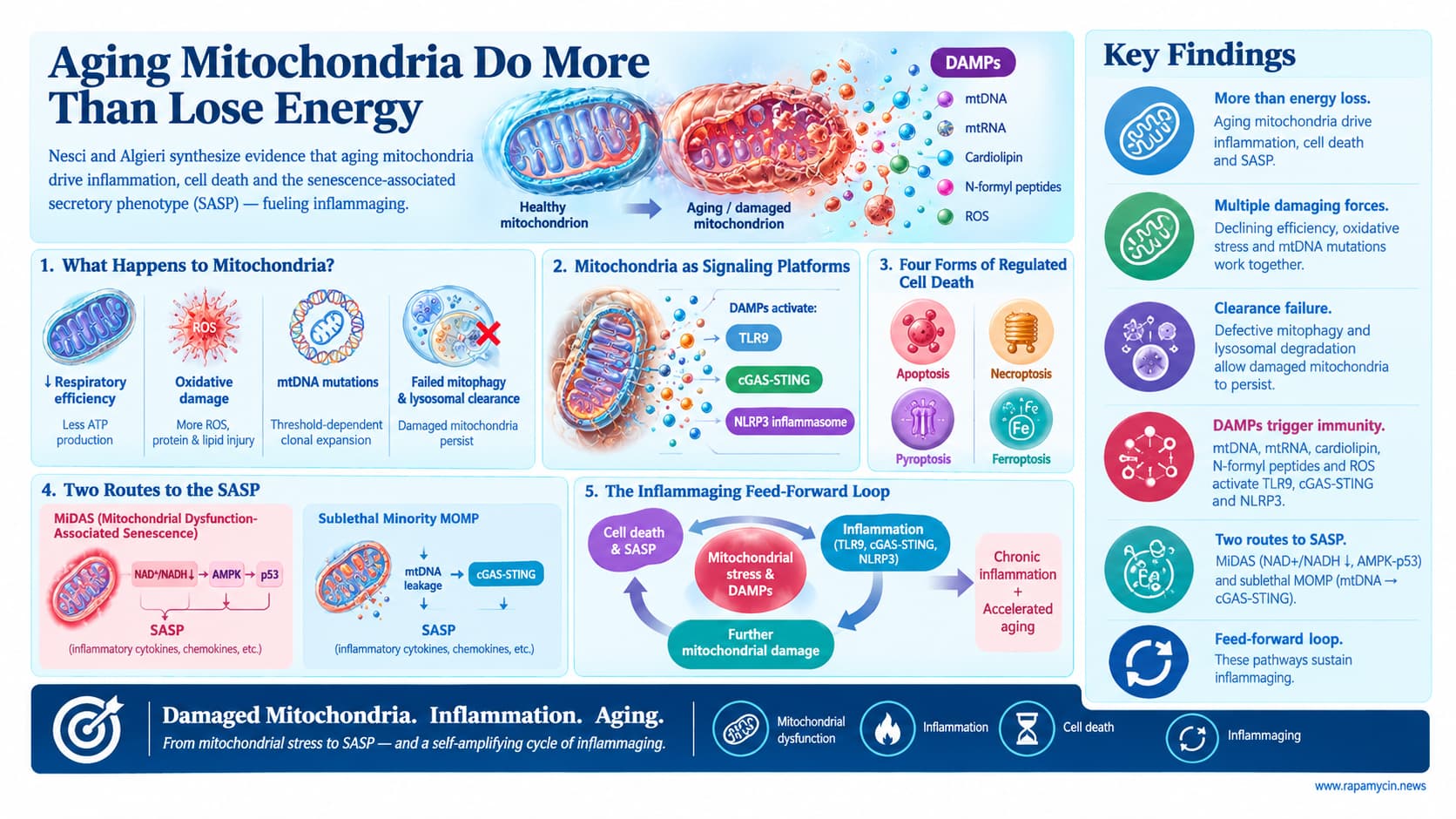 Restoring Mitochondrial Quality Control Could Break Aging's ...