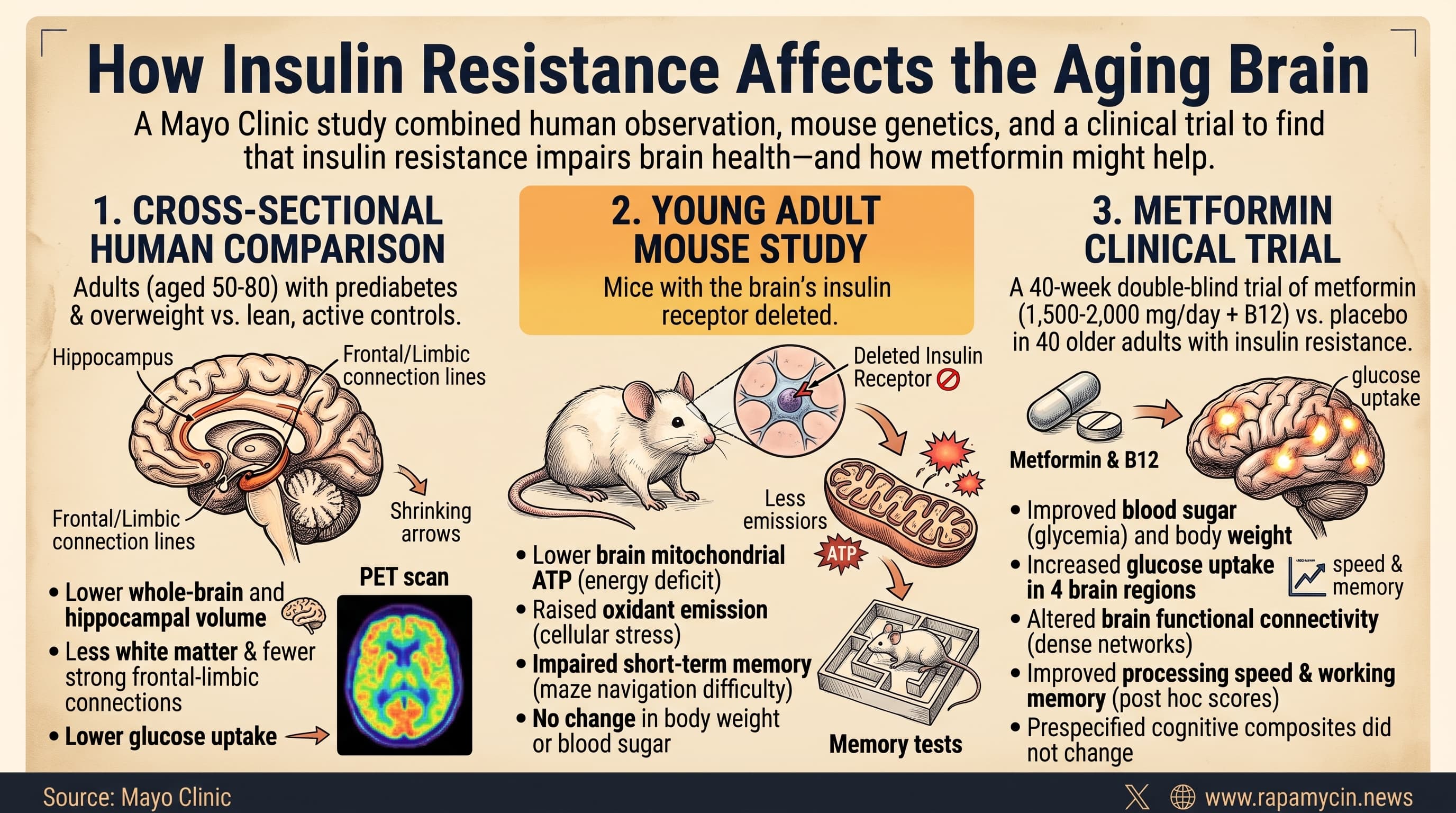 MetforminAndAgingBrainInsulin-2