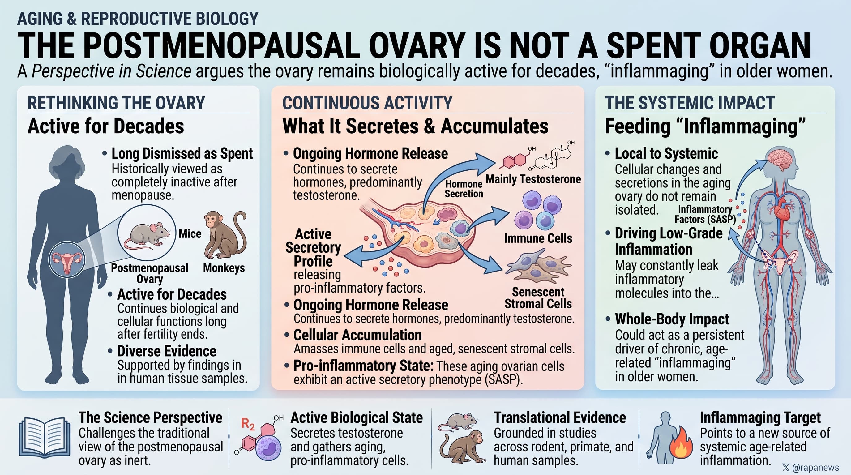 MenopauseOvary-2