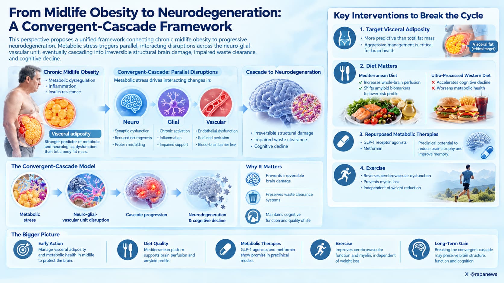 Midlife Obesity and Brain Health Cascade