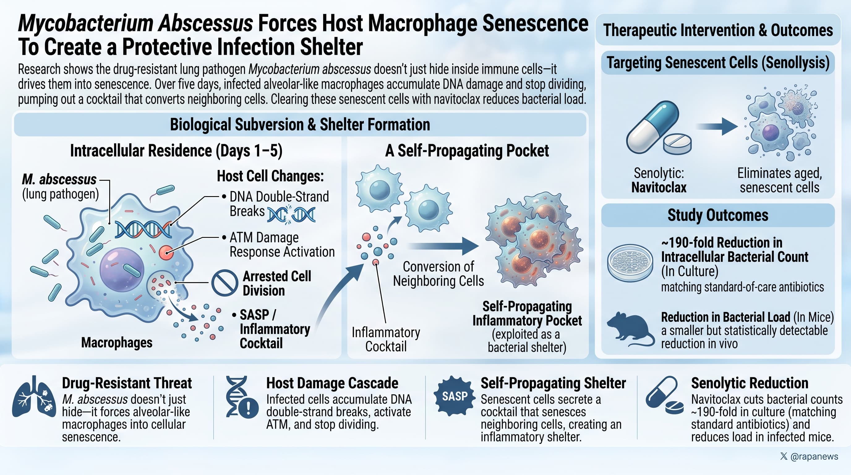 MycoBCausesSenescentCells-2