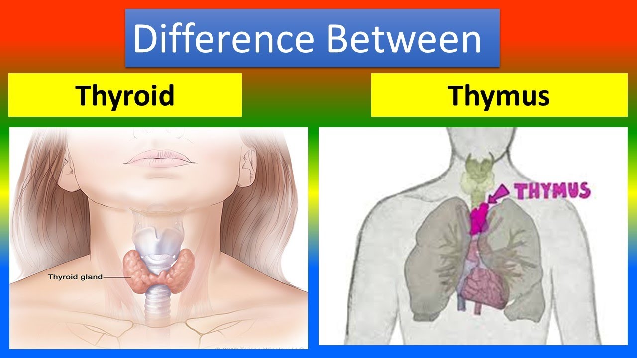 Thymus Thyroid