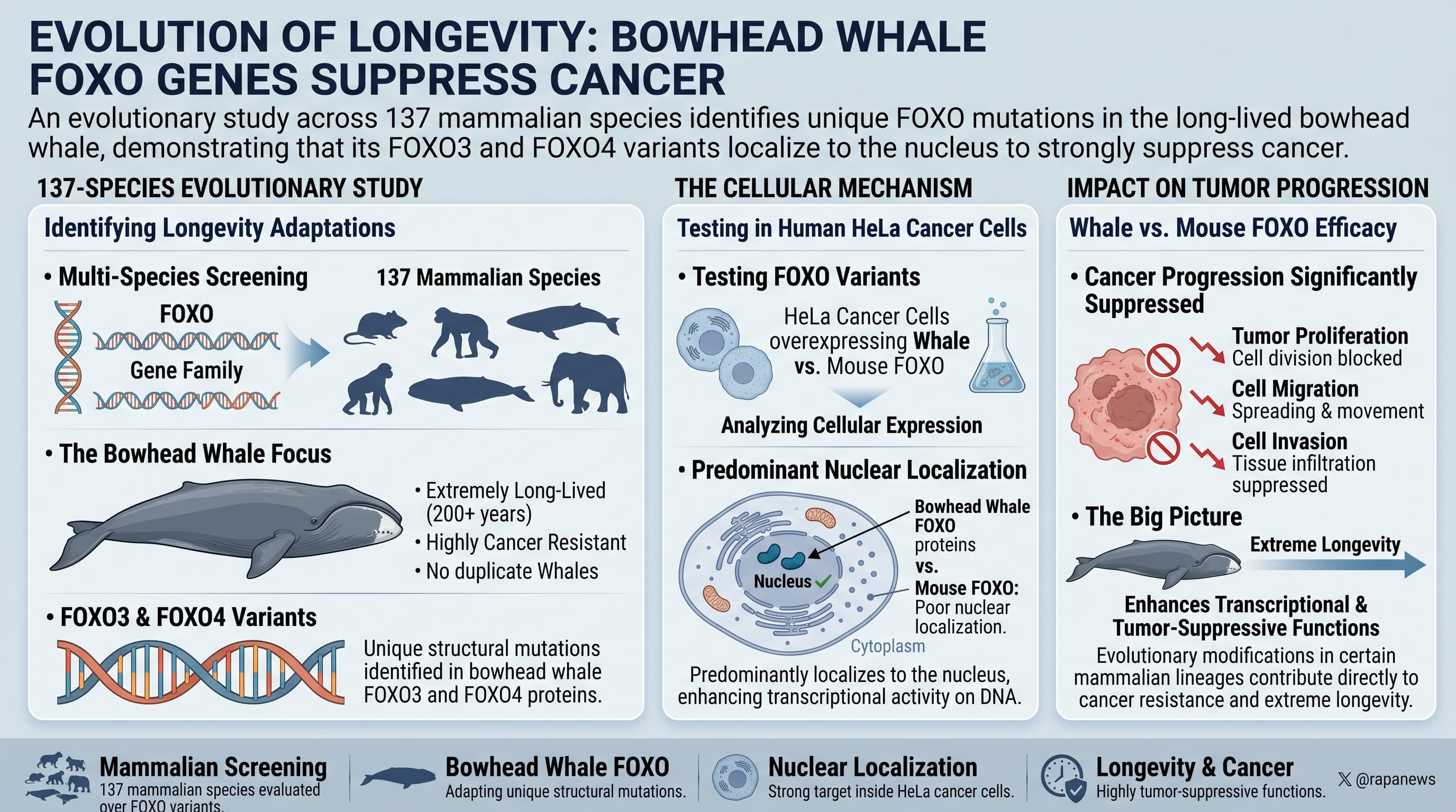 BowheadWhale