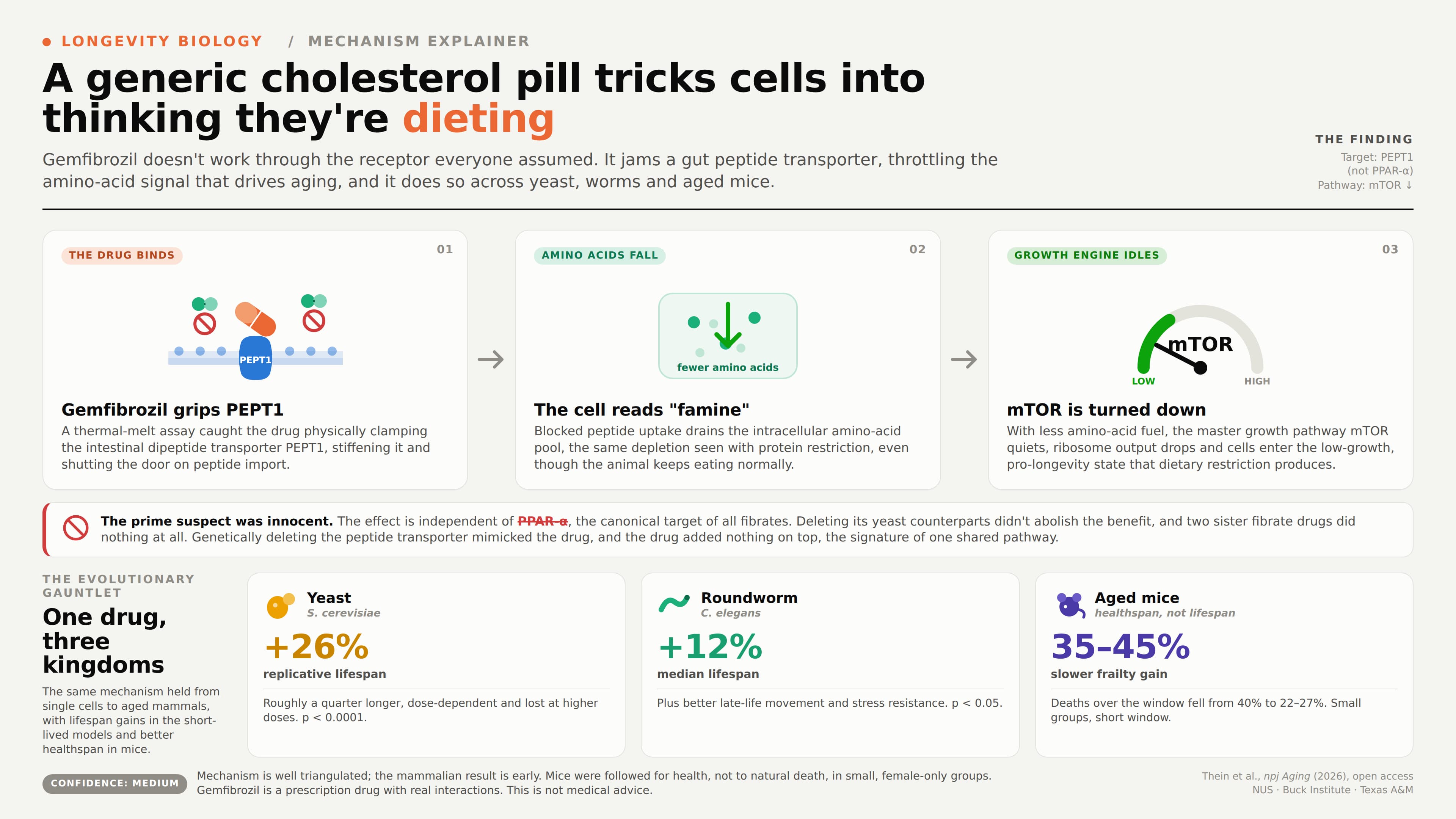 gemfibrozil_news_image