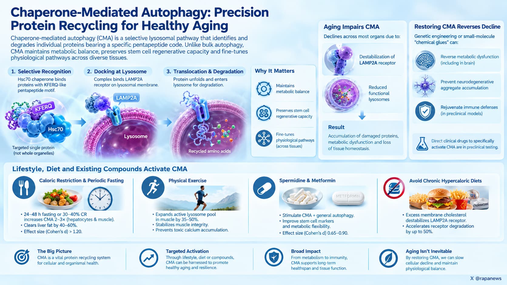 CMA_ Precision Protein Recycling for Healthy Aging