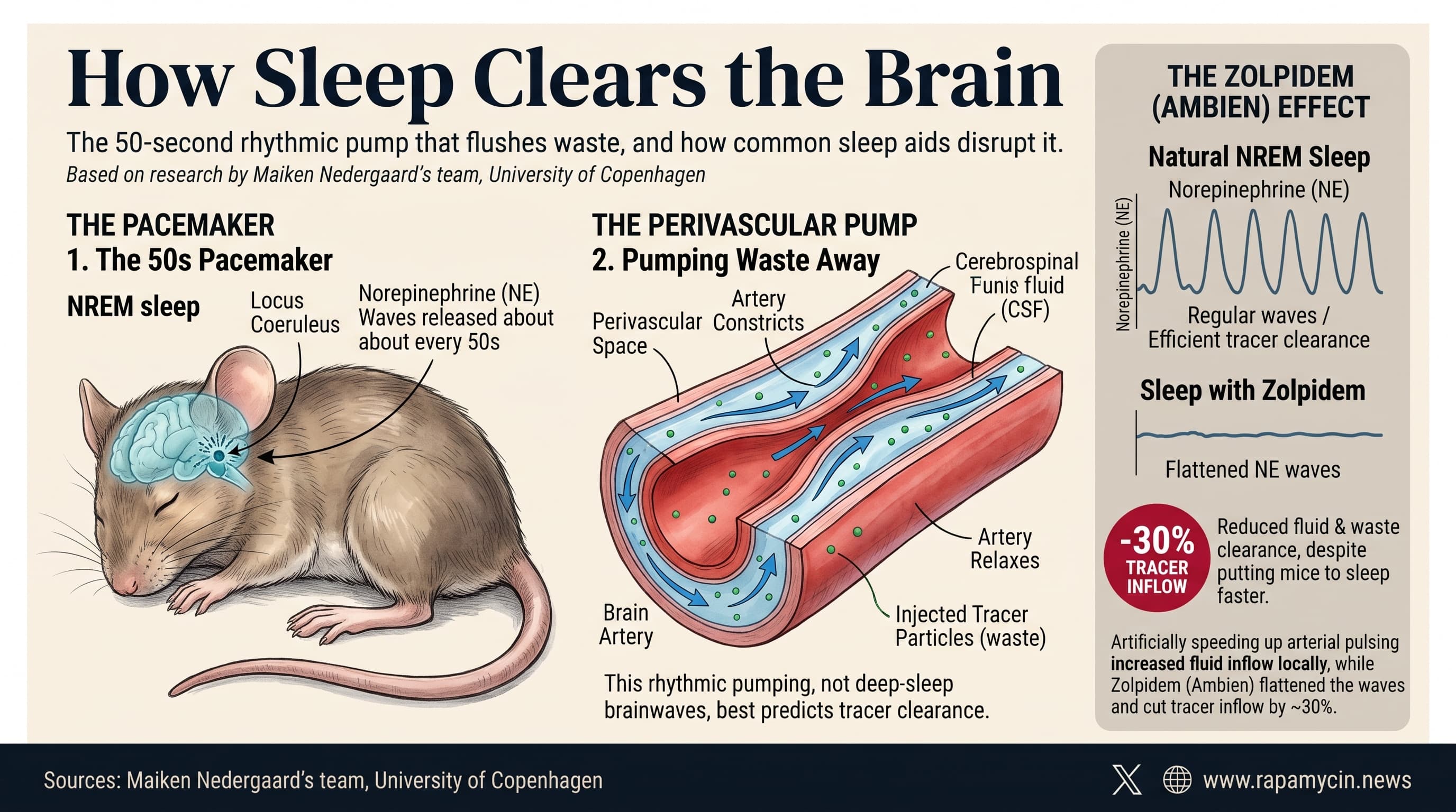 SleepClearsBrain-2