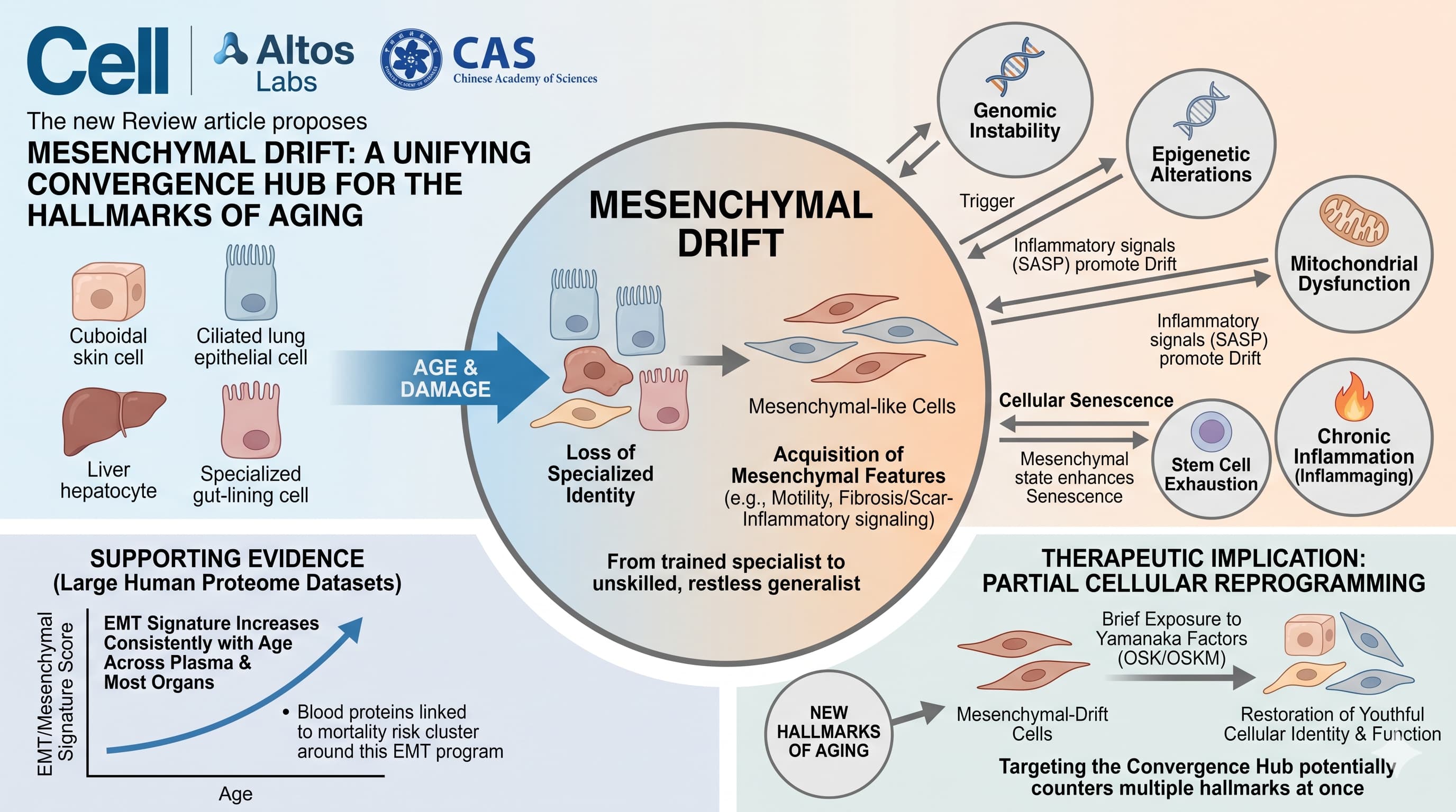 Mesenchymal
