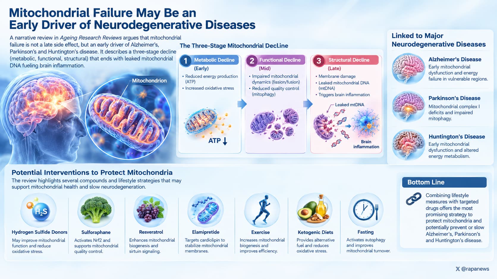 Mitochondrial Decline and Brain Health