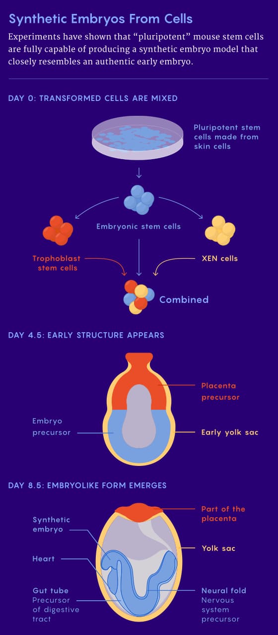 Synthetic-Embryos-From-CellsbyMerrillSherman_560-Desktop-3