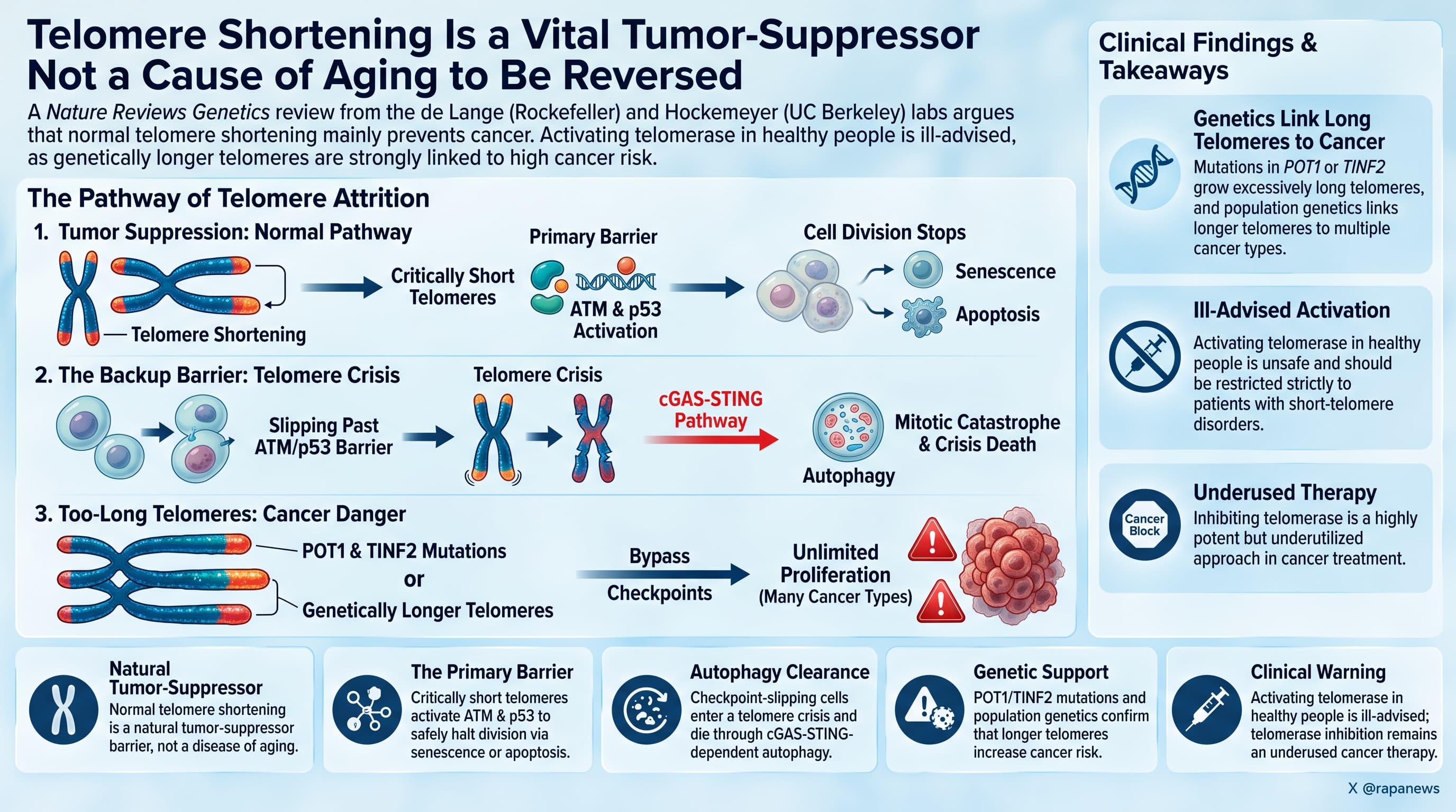 TelomeresCancer-2