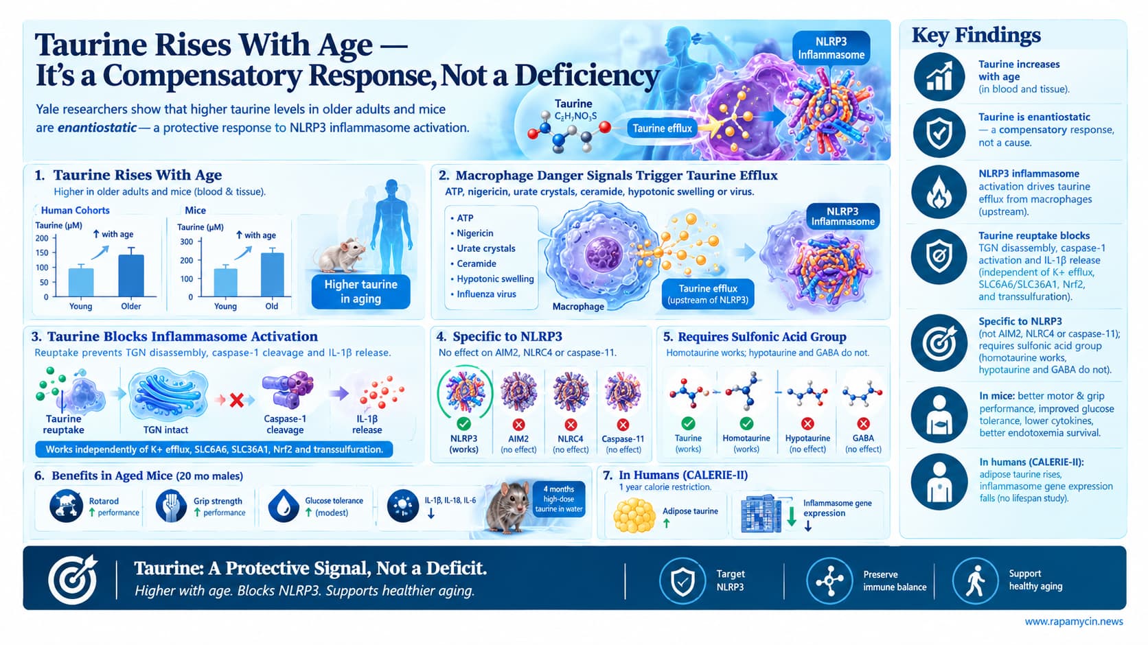 Taurine_ A Protective Signal With Age
