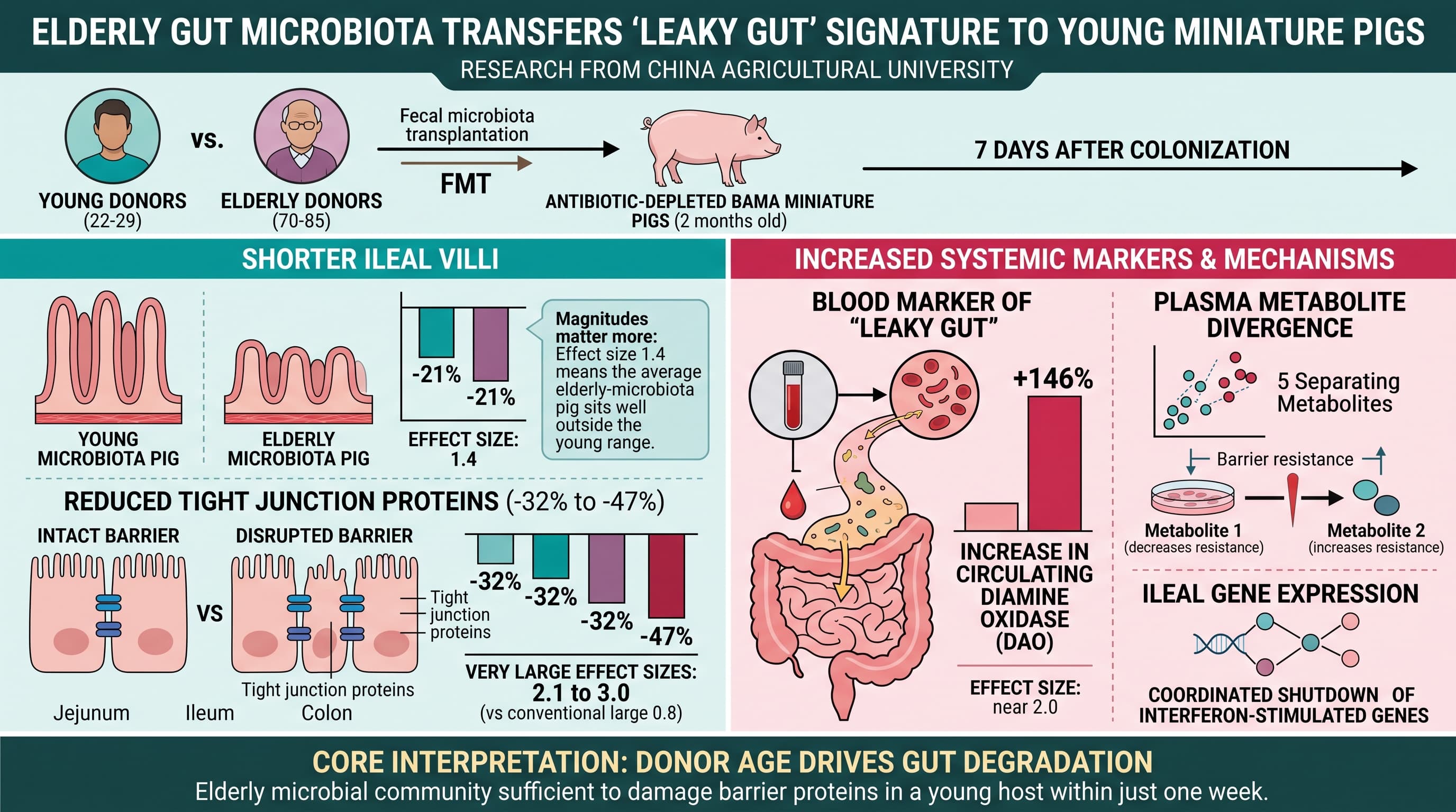 Microbiota