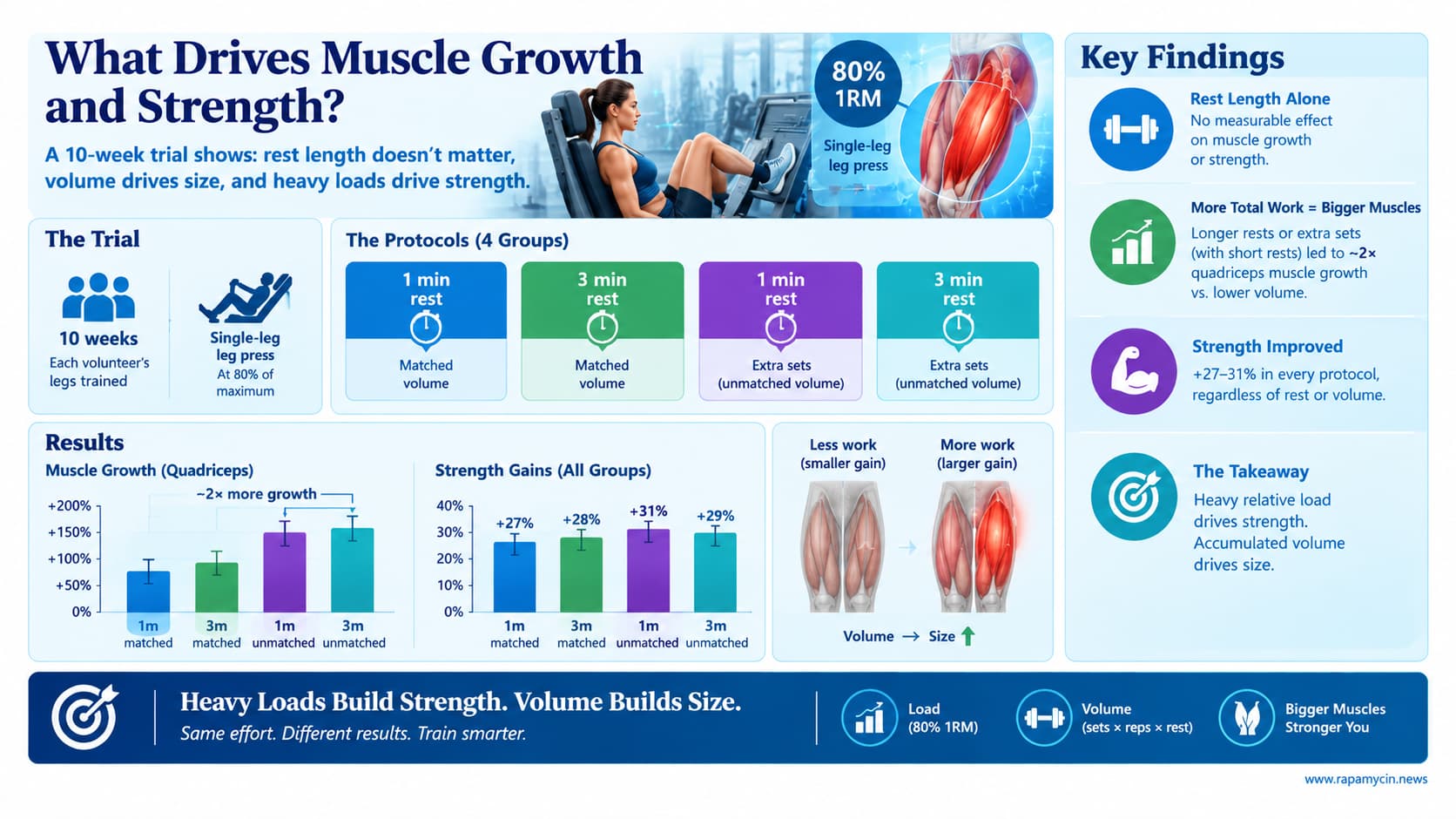 What Drives Muscle Growth and Strength_
