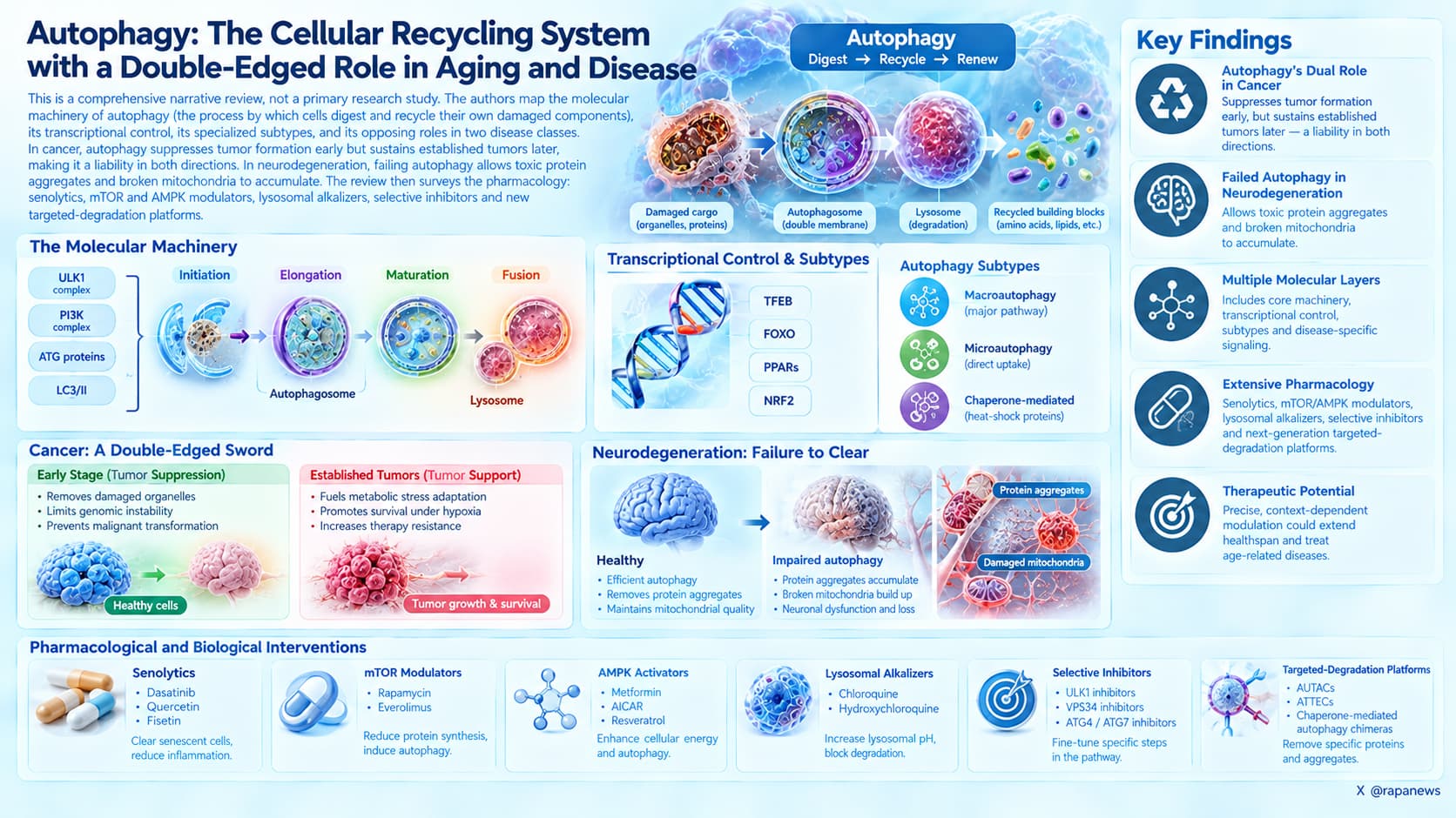Autophagy_ Cellular Recycling Explained