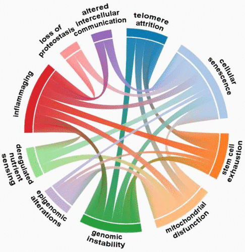 12_hallmarks_relationships