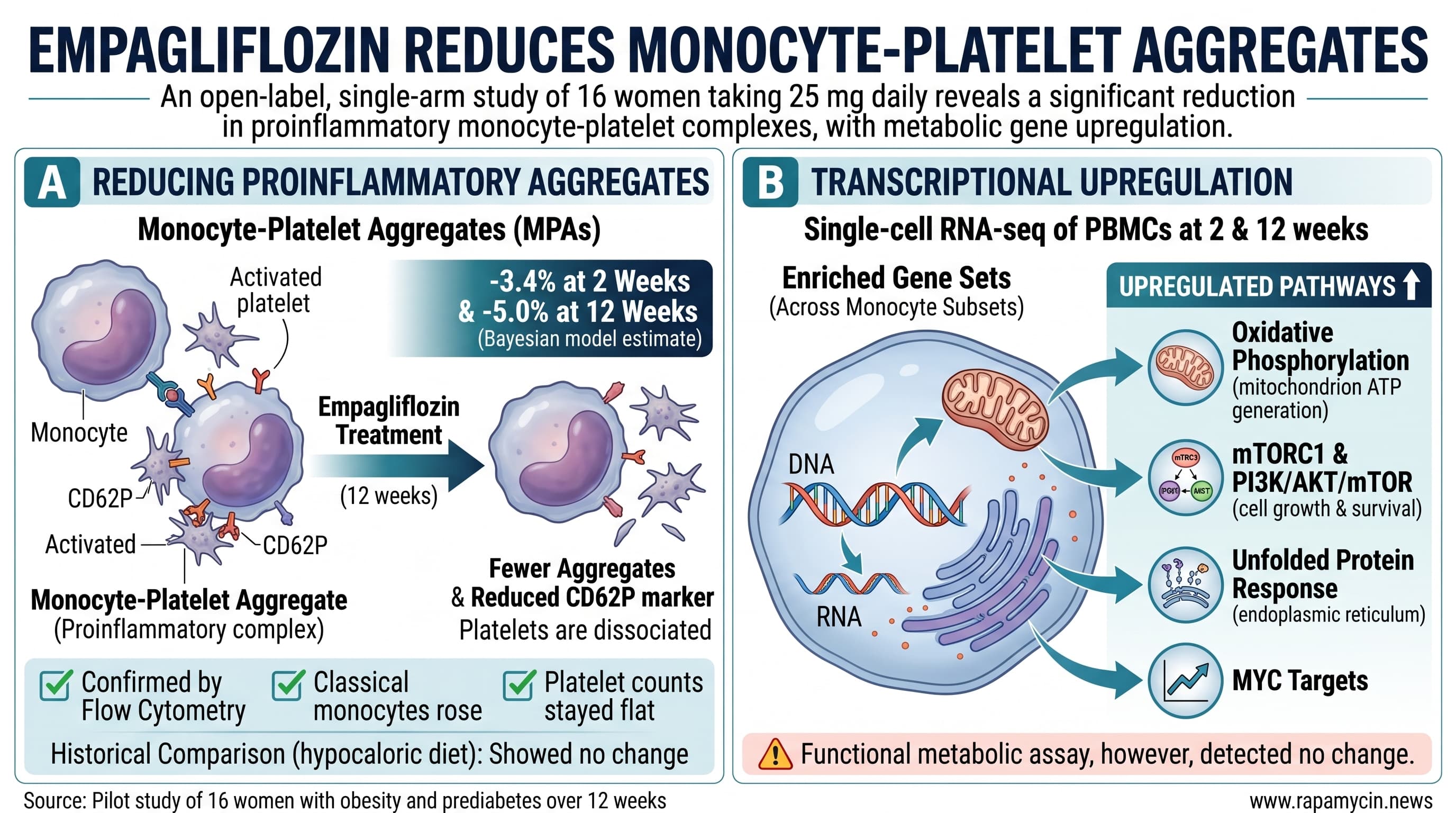 EmpagliflozinInflammation-2