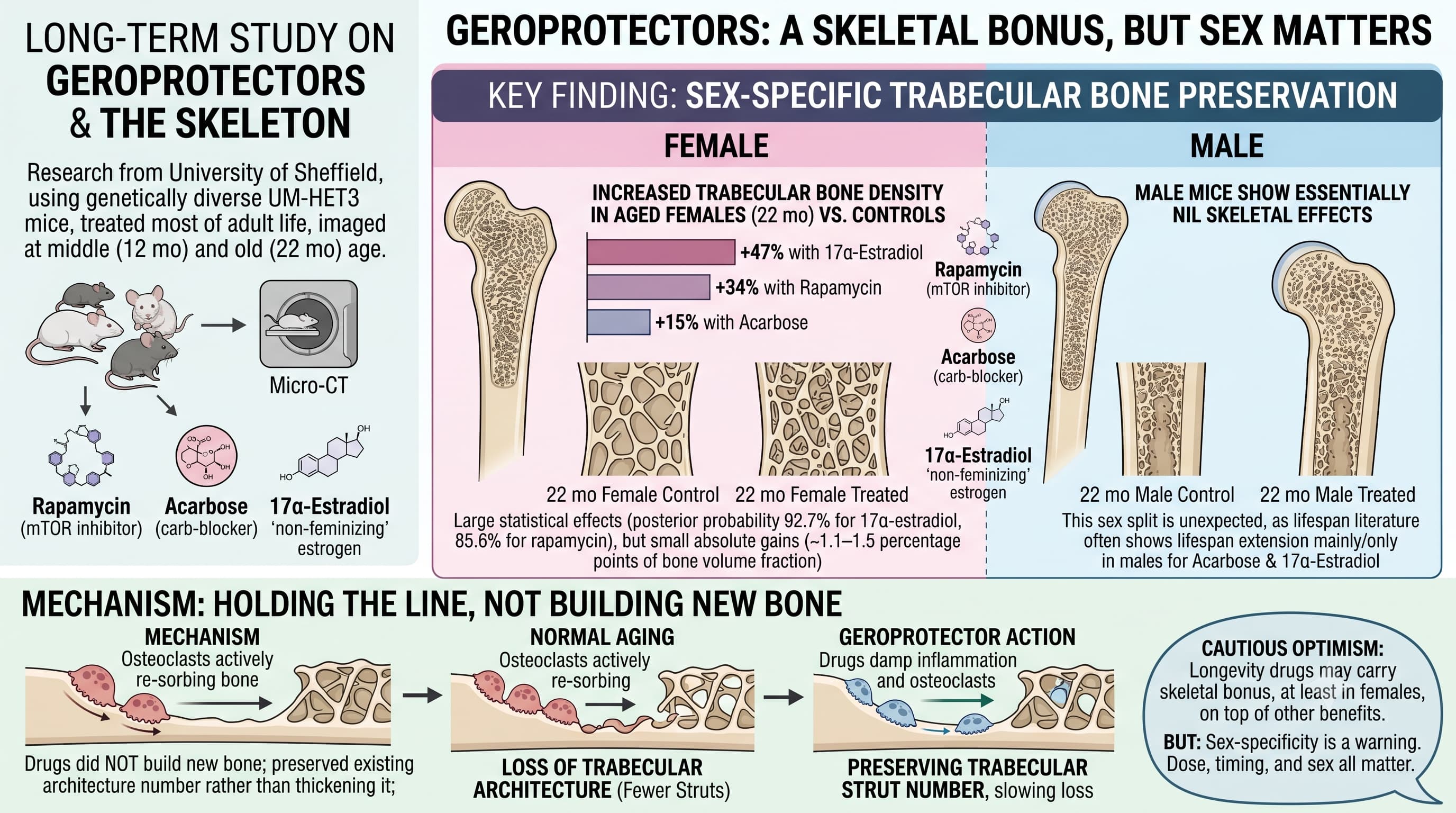GeroBones