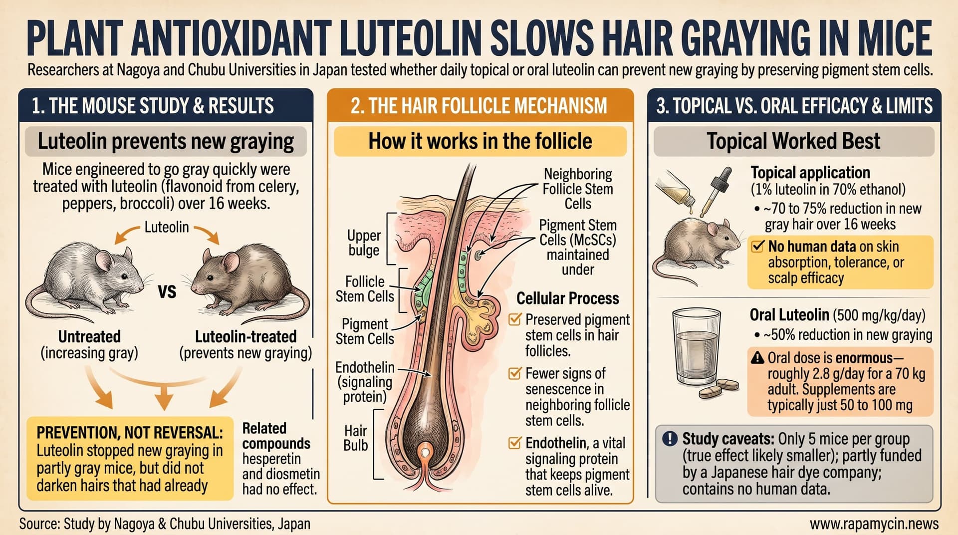 GrayHairPreventLuteolin-2