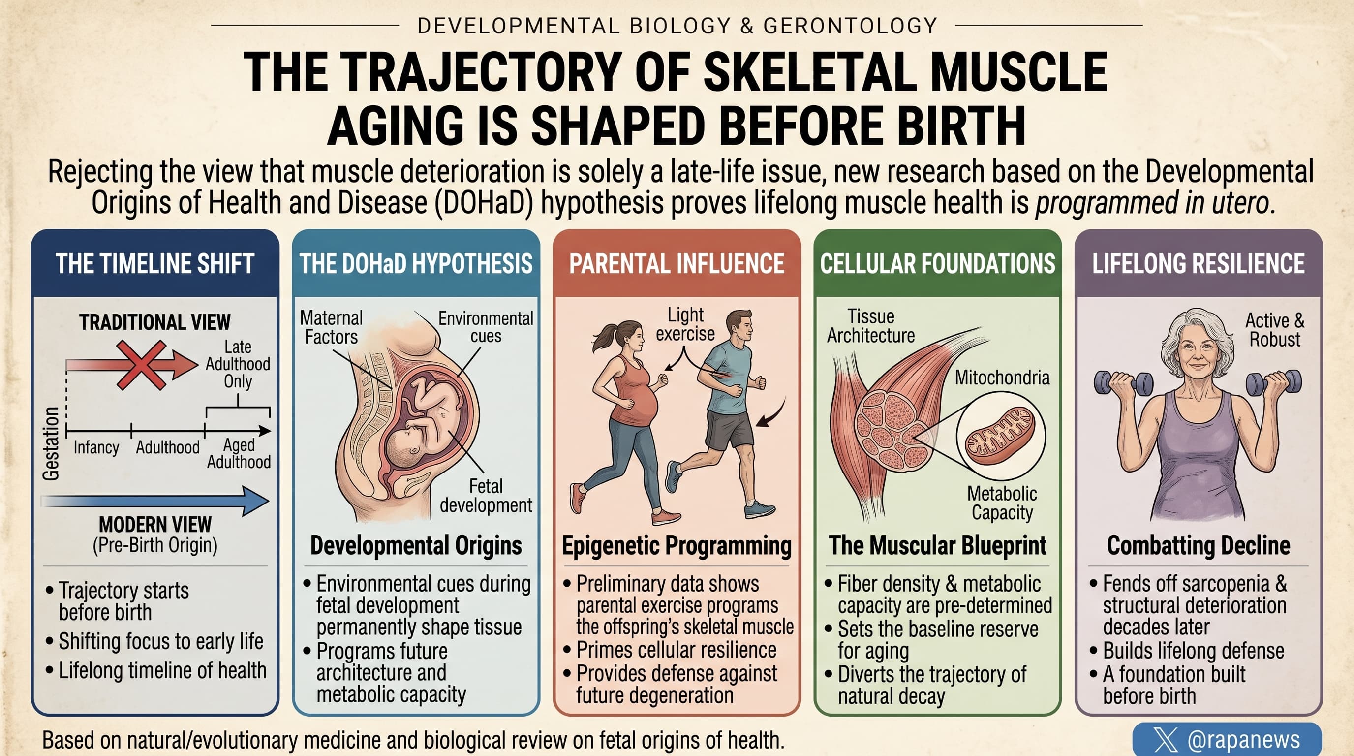 PrenatalMuscleProgramming-2