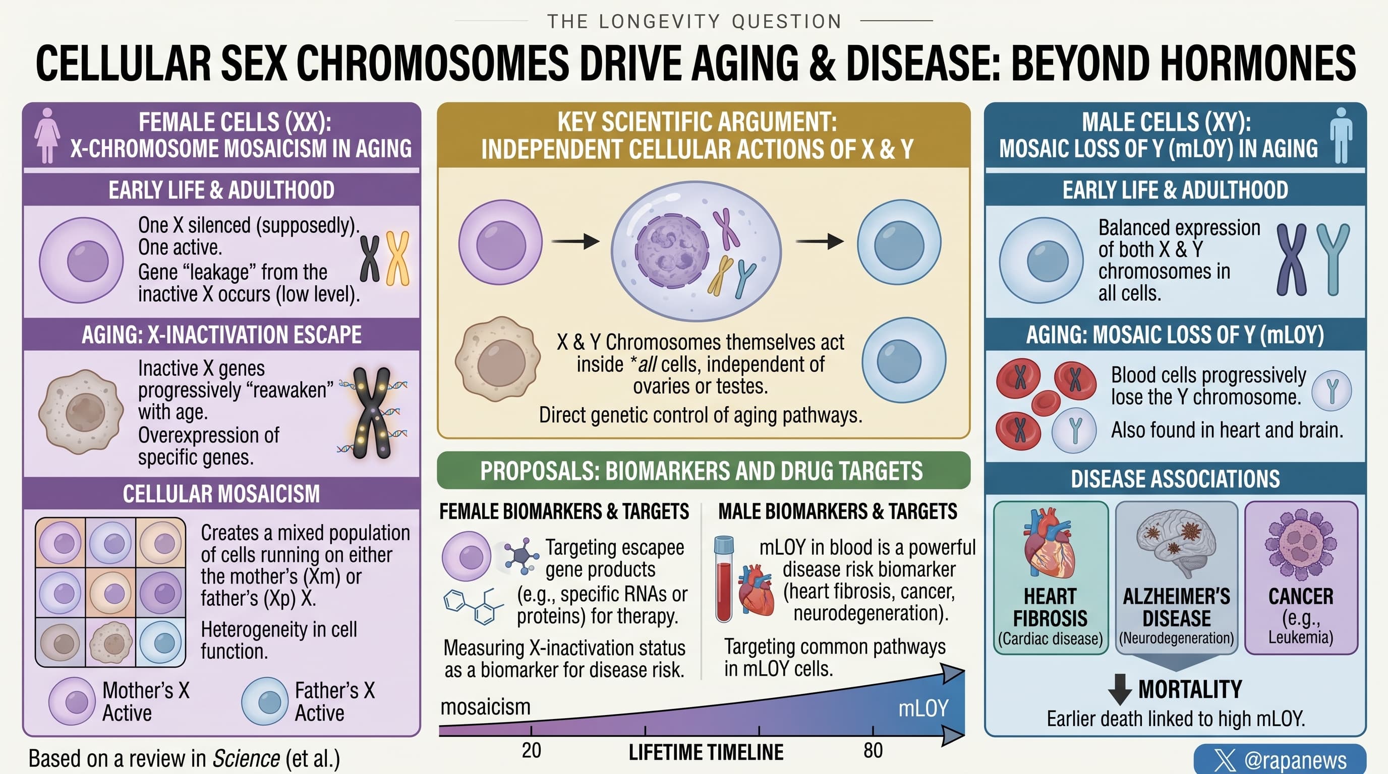 XYChromosomeAging