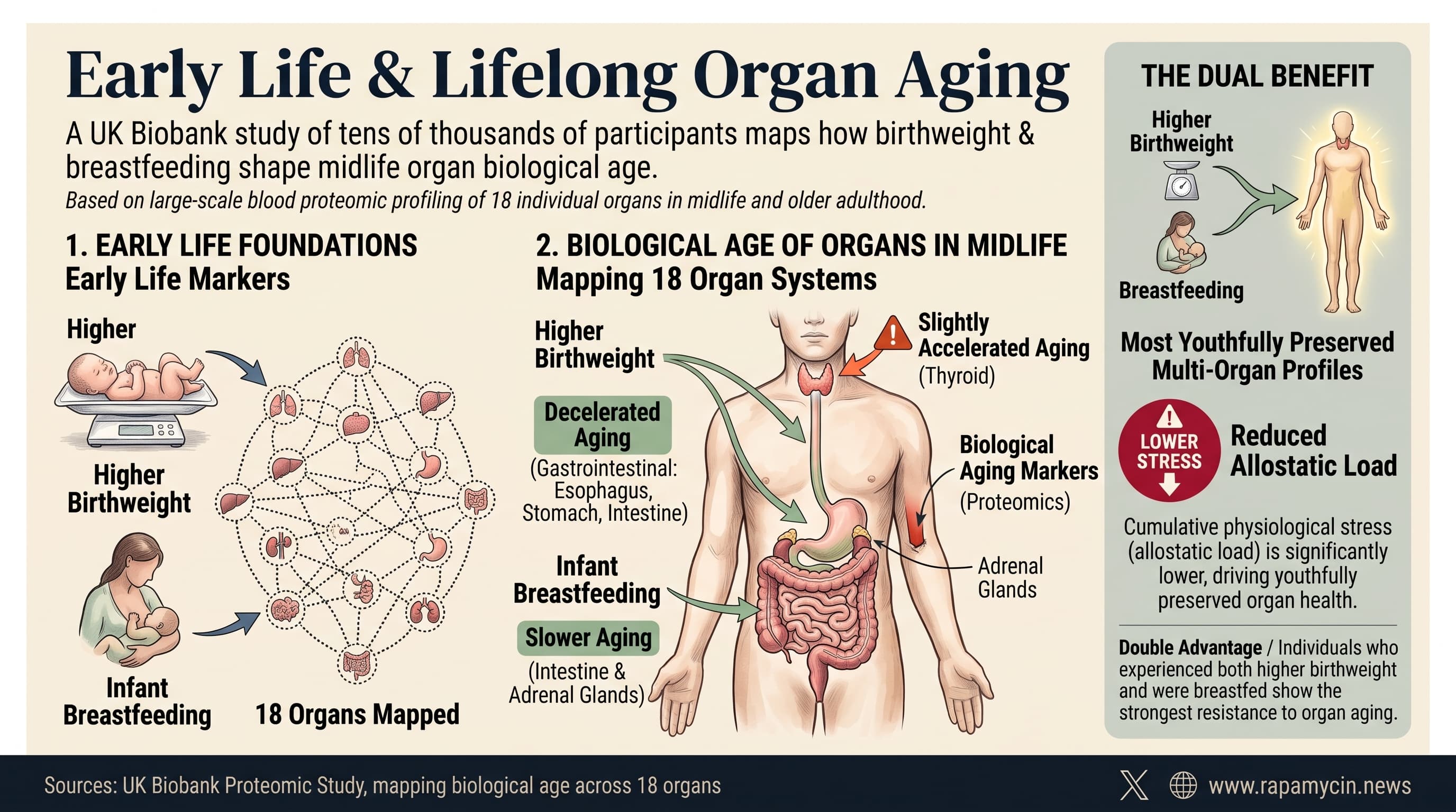 EarlyNutritionOrganAging (1)