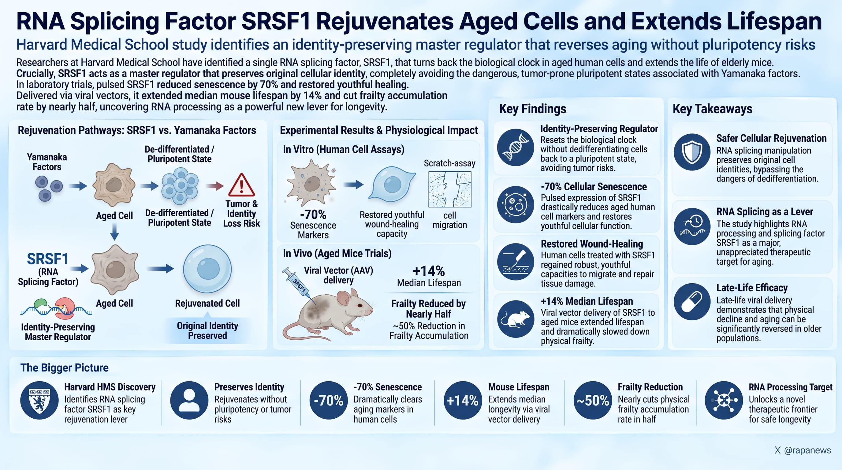 SRSF1Splicing-2